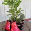 Queen Of Hearts Red Ankle Booties -Western Fashion Clothing IMG 2059