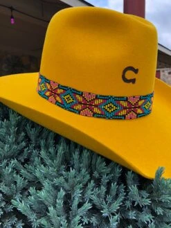 Charlie 1 Horse - Gold Digger Yellow Belly -Western Fashion Clothing IMG 5346