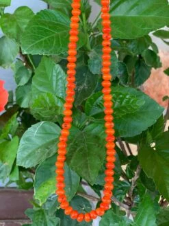 Coral Reef Round Choker